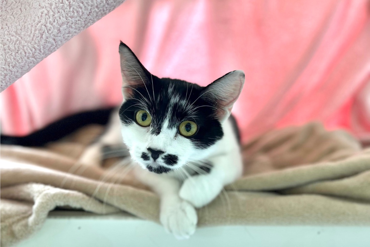 What Makes Cats Tick(ed)? Studying the DKK4 Gene Dakin Humane Society